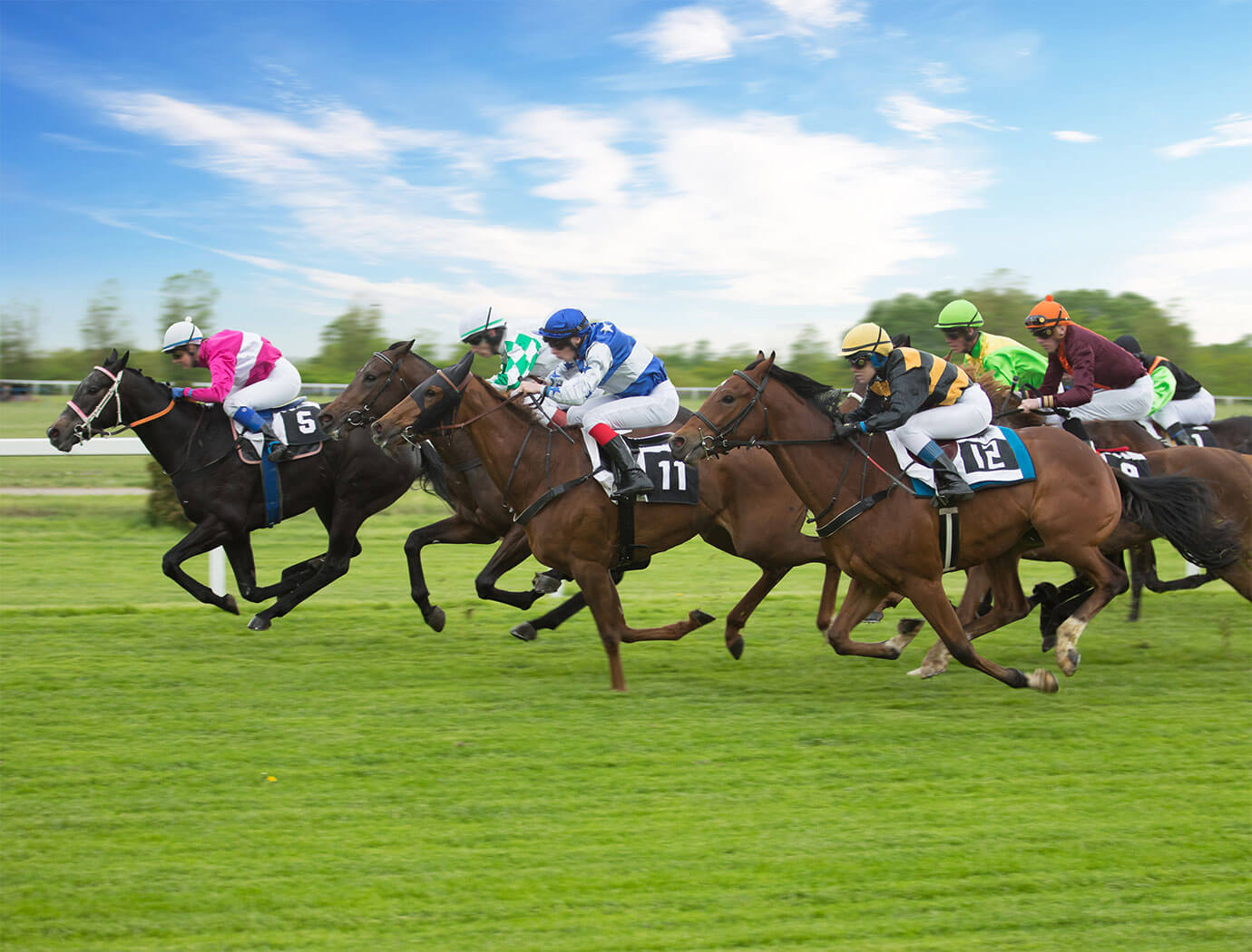 Brighton Races & Racecourse Guide